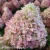 3766 -Hydrangea-Pixio-4-znak.webp