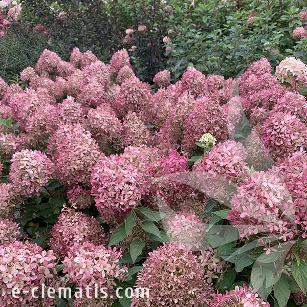 3766 -Hydrangea-Pixio-1-znak.webp