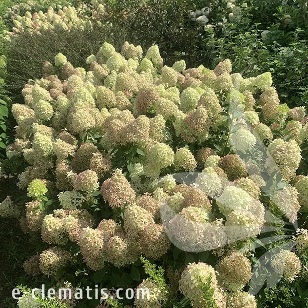 3766 -Hydrangea-Pixio-2-znak.webp