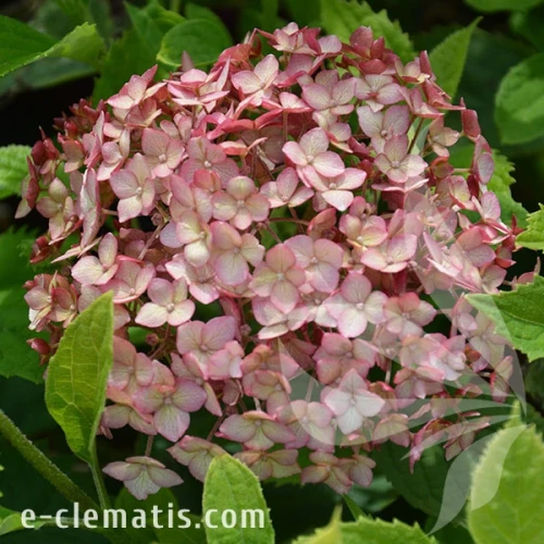 3769-Hydrangea-Candybelle-Sorbet-3-znak.webp