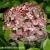 3769-Hydrangea-Candybelle-Sorbet-3-znak.webp