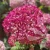 3769-Hydrangea-Candybelle-1-Sorbet-znak.webp