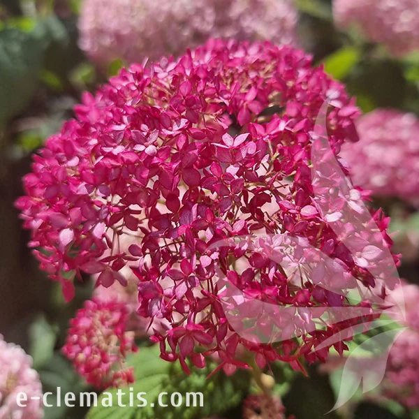 3769-Hydrangea-Candybelle-1-Sorbet-znak.webp