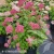 3769-Hydrangea-Candybelle-Sorbet-2-znak.webp