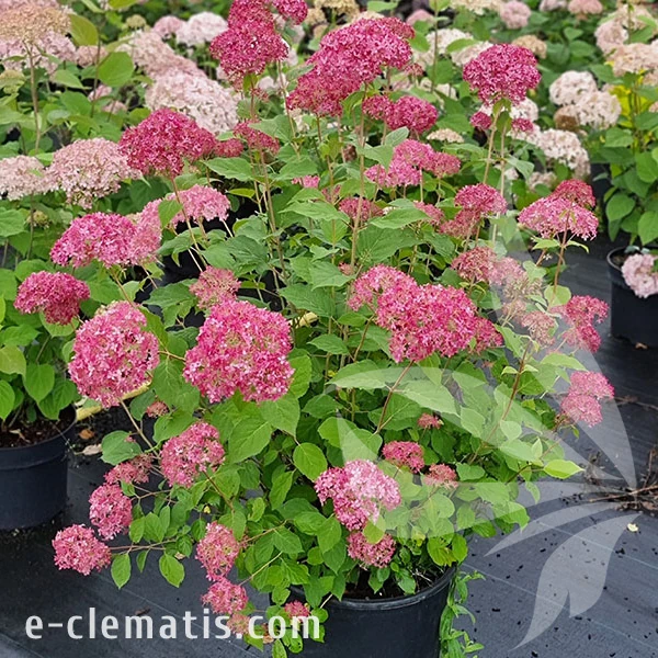 3769-Hydrangea-Candybelle-Sorbet-2-znak.webp