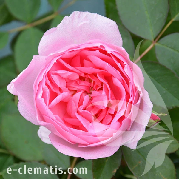 1990-Rosa-Praire-Joy-2.webp