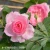 1990-Rosa-Praire-Joy-1.webp