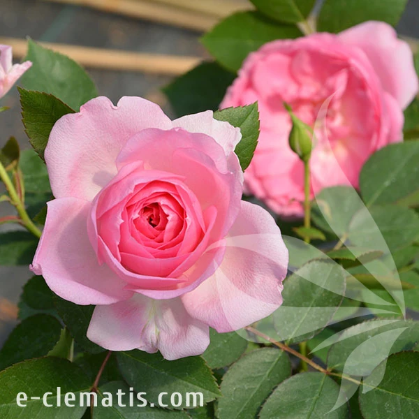 1990-Rosa-Praire-Joy-1.webp