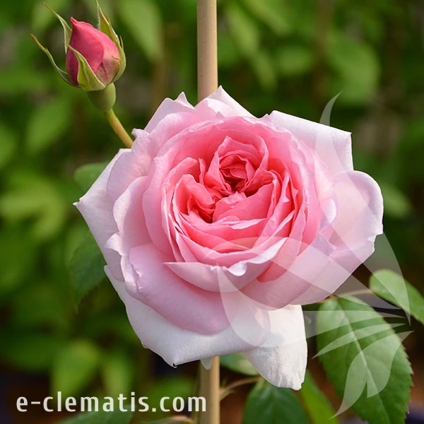 2277-Rosa-Lambert-Closse-2.webp