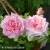 2277-Rosa-Lambert-Closse-1.webp