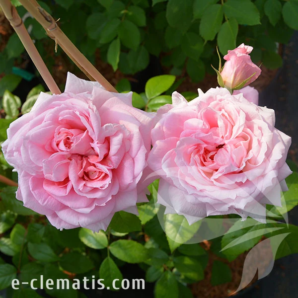 2277-Rosa-Lambert-Closse-1.webp