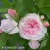 2278-Rosa-Morden-Blush-2.webp