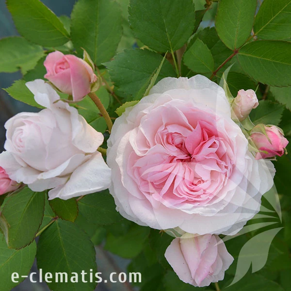 2278-Rosa-Morden-Blush-2.webp