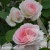 2278-Rosa-Morden-Blush-1.webp