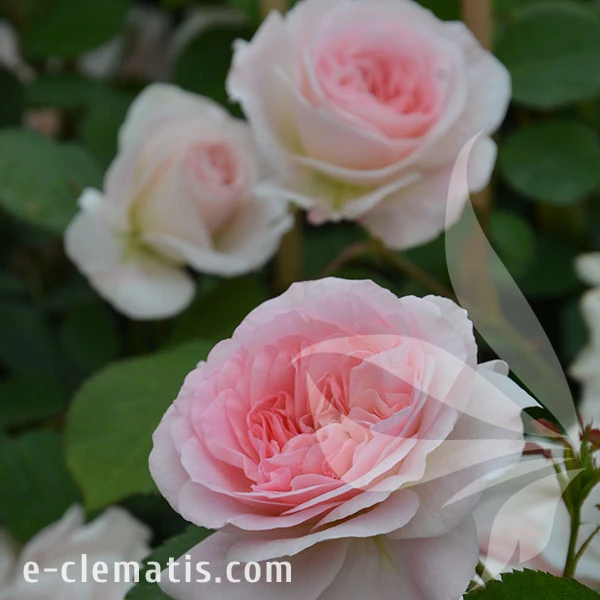 2278-Rosa-Morden-Blush-1.webp