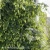 3961-Humulus-iupulus-F.webp