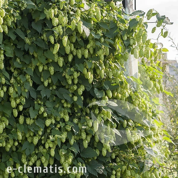 3961-Humulus-iupulus-F.webp