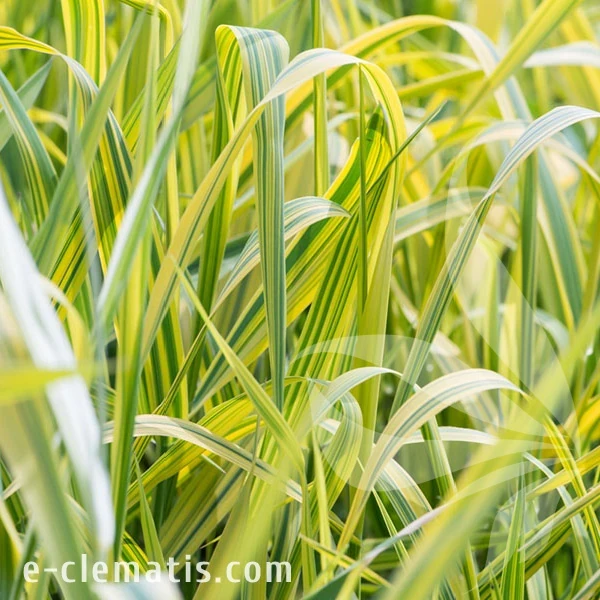 3968-Phalaris-arundinacea-Arctic-Sun.webp
