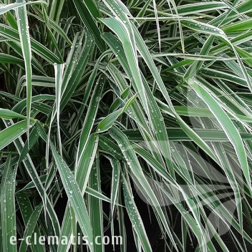 3969-Phalaris-arundinacea-Picta-1.webp