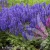 noble-knight_salvia-nemorosa_77377_1.webp