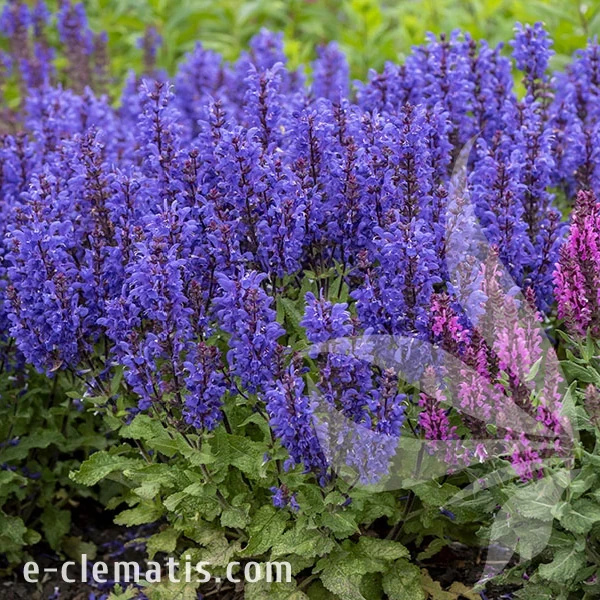 noble-knight_salvia-nemorosa_77377_1.webp