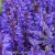 noble-knight_salvia-nemorosa_77377_2.webp