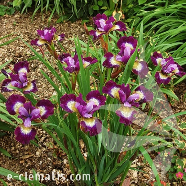 3985-Iris-Sibirica-Contrast-In-Styles.webp