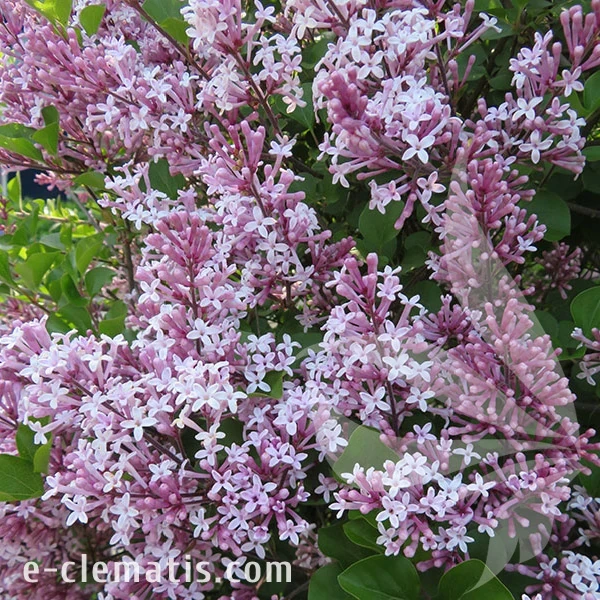 3981-Syringa-patula-Miss-Kim.webp