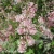 3980-Syringa-josikaea.webp