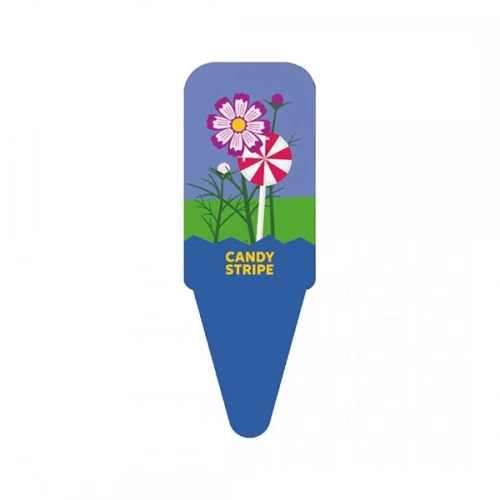 cosmos-candy-stripe-nelly-jelly (1).webp