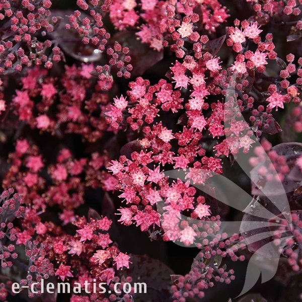 4041-globe-purple-sedum.webp