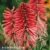 4040-poco-red-kniphofia-1.webp