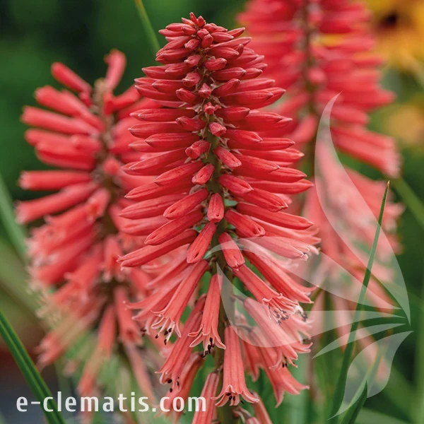 4040-poco-red-kniphofia-1.webp