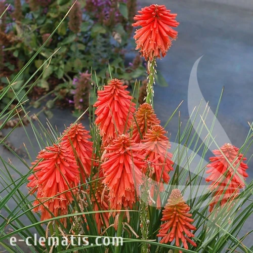 4040-poco-red-kniphofia-2.webp