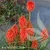 4040-poco-red-kniphofia-2.webp