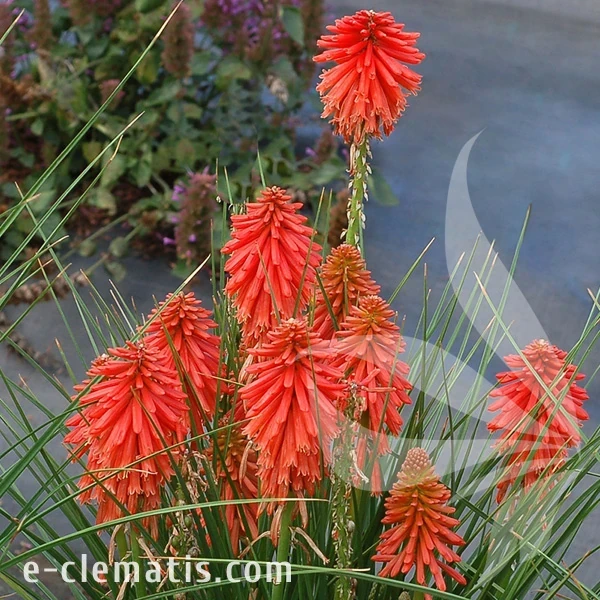 4040-poco-red-kniphofia-2.webp