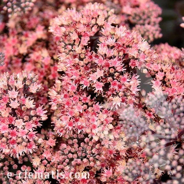 4038-Sedum-Globe-Pink.webp