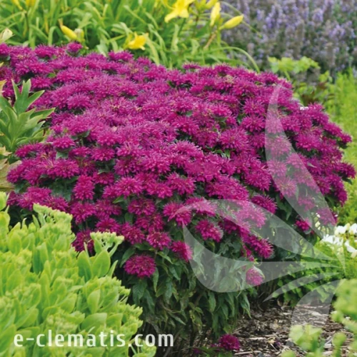 4037-Monarda-SUGAR-BUZZ-Grape-Gumball.webp