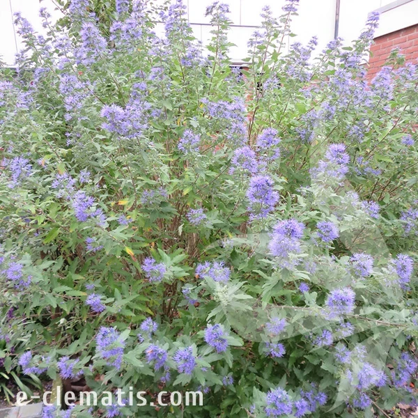 0612-Caryopteris-clandonensis-Heavenly-Blue.webp