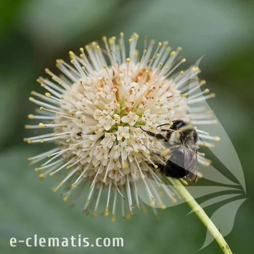 0616-Cephalanthus-occidentalis-Fiber-Optics.webp