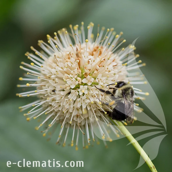 0616-Cephalanthus-occidentalis-Fiber-Optics.webp