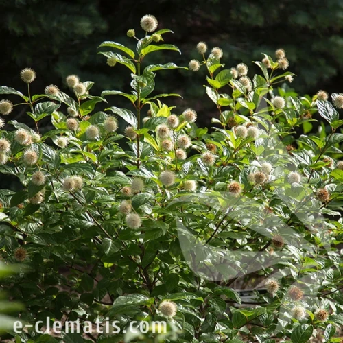 0616-Cephalanthus-occidentalis-Fiber-Optics-2.webp