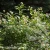 0616-Cephalanthus-occidentalis-Fiber-Optics-2.webp