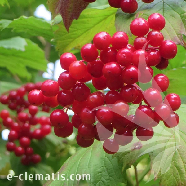 0771-Viburnum-opulus-Compactum.webp