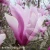 1077-Magnolia-Betty-2.webp