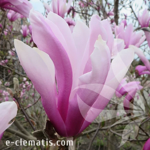 1077-Magnolia-Betty-2.webp