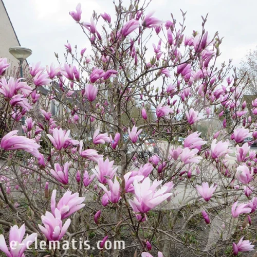 1077-Magnolia-Betty.webp