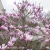 1077-Magnolia-Betty.webp