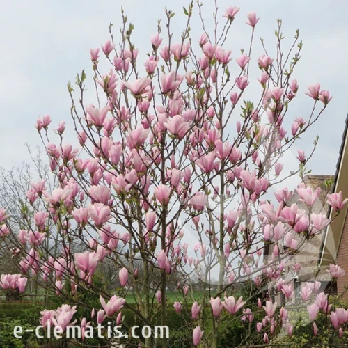 1079-Magnolia-Heaven-Scent-2.webp