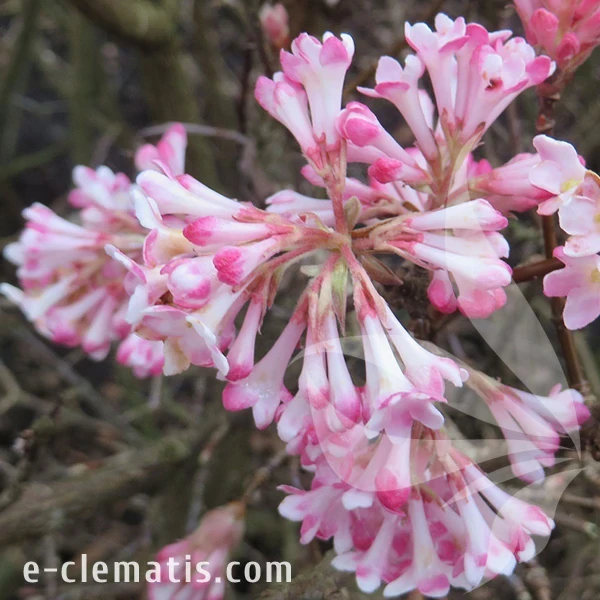 1270-Viburnum-bodnantense-Charles-Lamont.webp